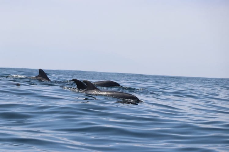 Región de Coquimbo. Aprueban estudio básico para una estrategia de turismo - Serena y Coquimbo